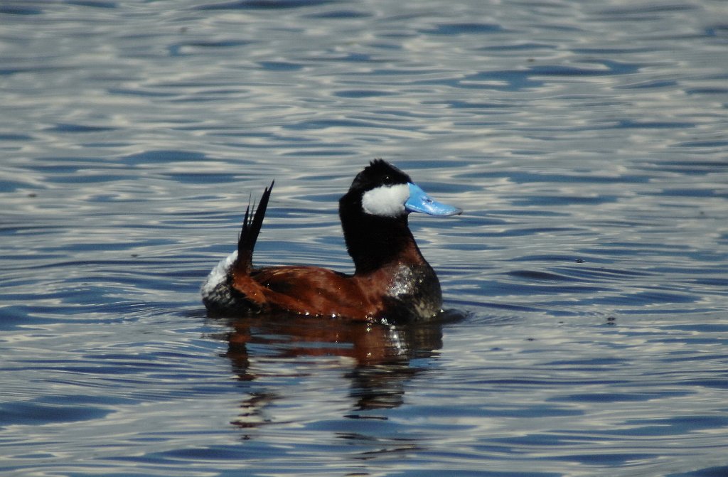 Duck, Ruddy, 2010-06293558b Arapaho NWR, CO.JPG - Ruddy Duck. Arapaho National Wildlife Refuge, CO, 6-29-2010